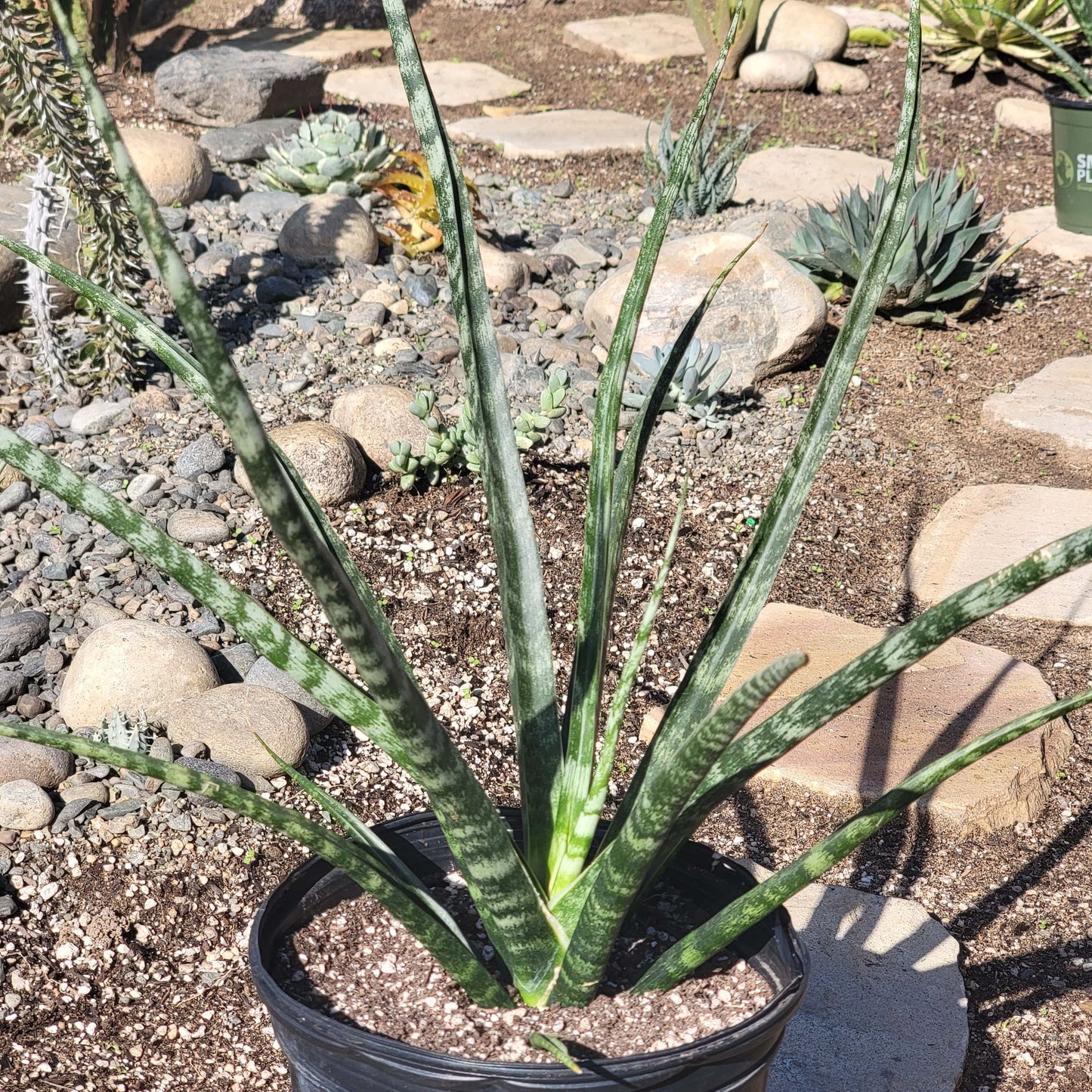 Sansevieria 'Fernwood' 'Mikado'