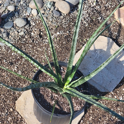 Sansevieria 'Fernwood' 'Mikado'