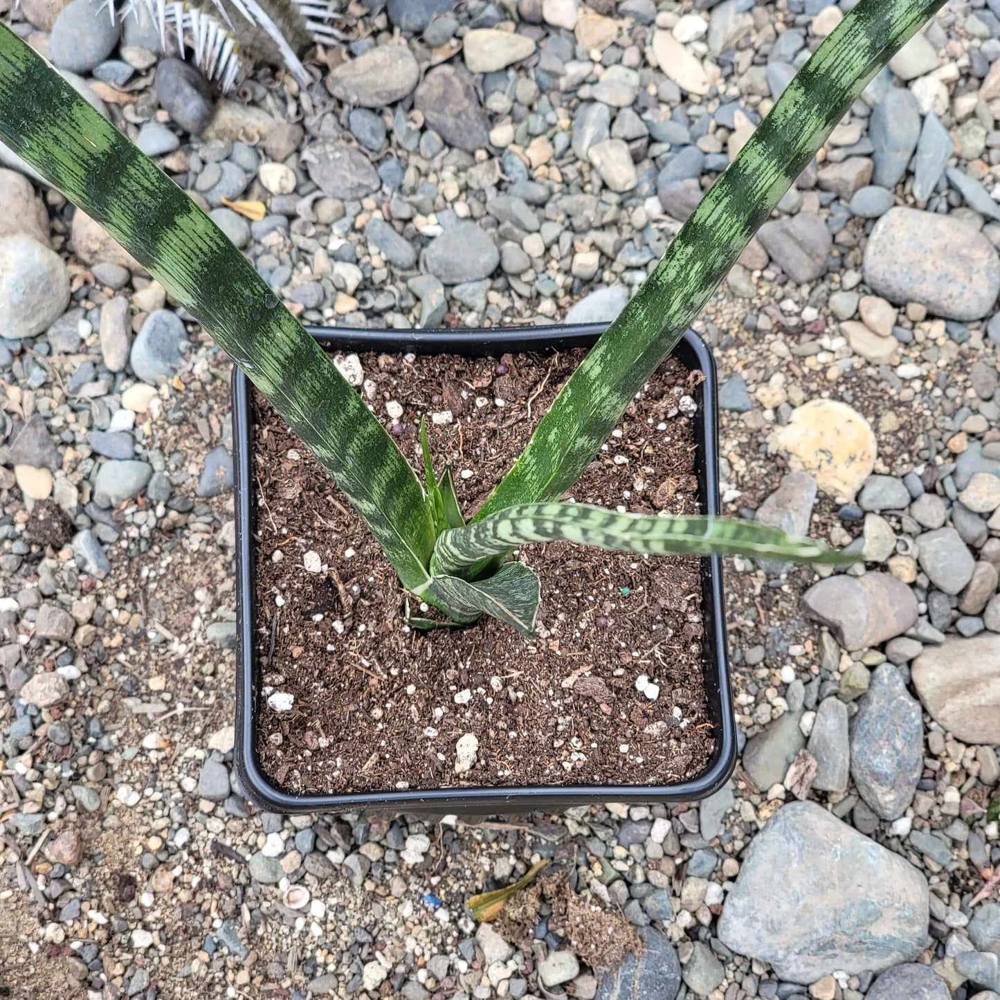 Sansevieria 'Fernwood' 'Mikado'