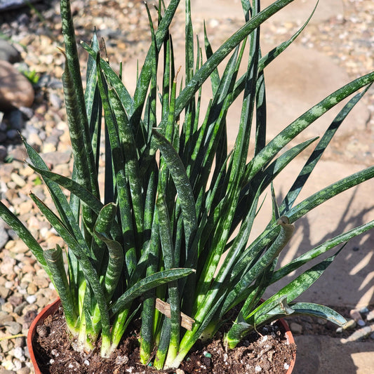 DesertScapeSucculent Succulent 6" Assorted Sansevieria 'Fernwood' 'Mikado'