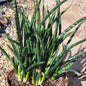 Sansevieria 'Fernwood' 'Mikado' - 6 Inch Assorted - Succulent - DesertScapeSucculent