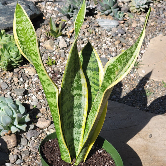 DesertScapeSucculent Succulent Sansevieria 'Futura Superba' Snake Plant