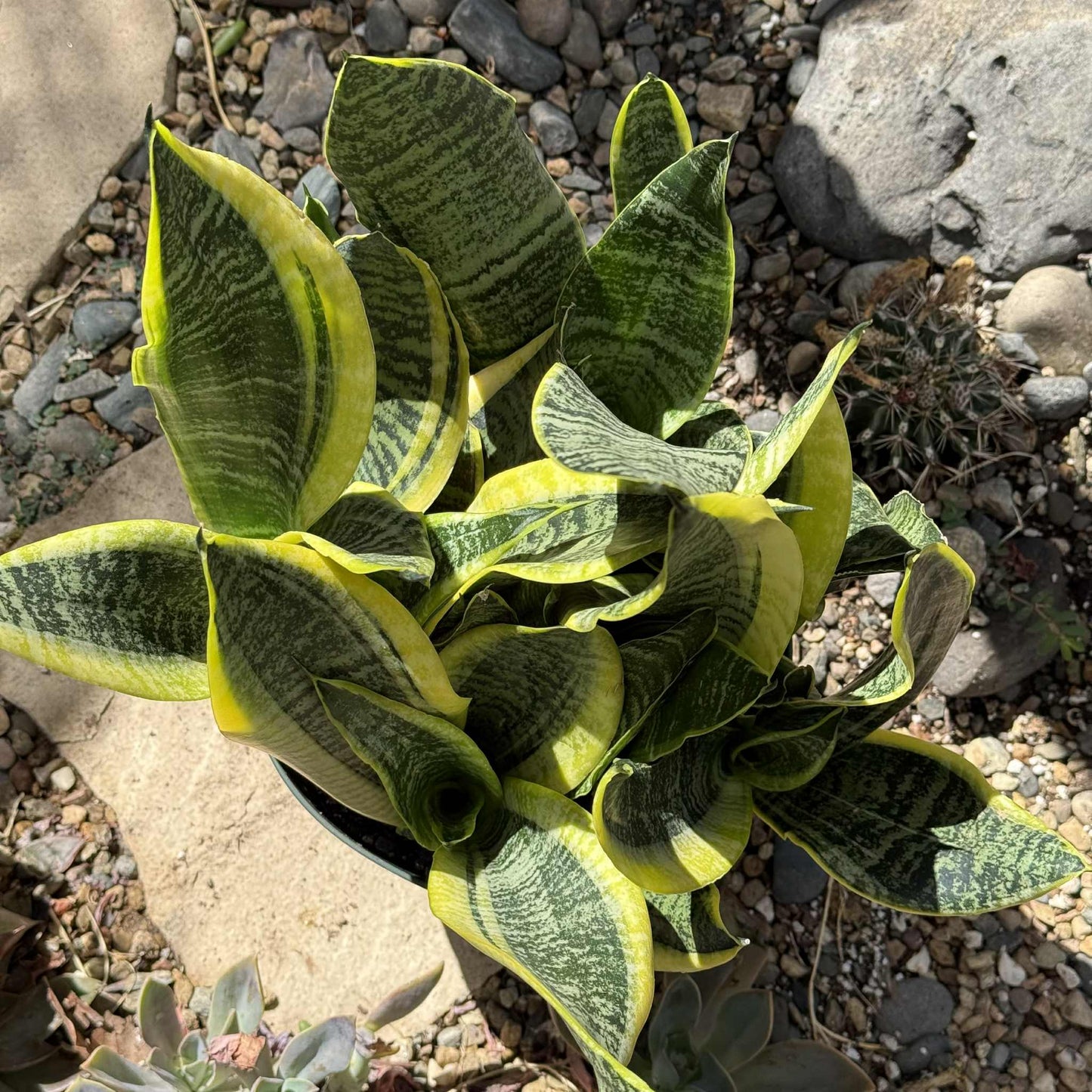 Sansevieria 'Futura Superba' Snake Plant - 6 Inch Assorted - Succulent - DesertScapeSucculent