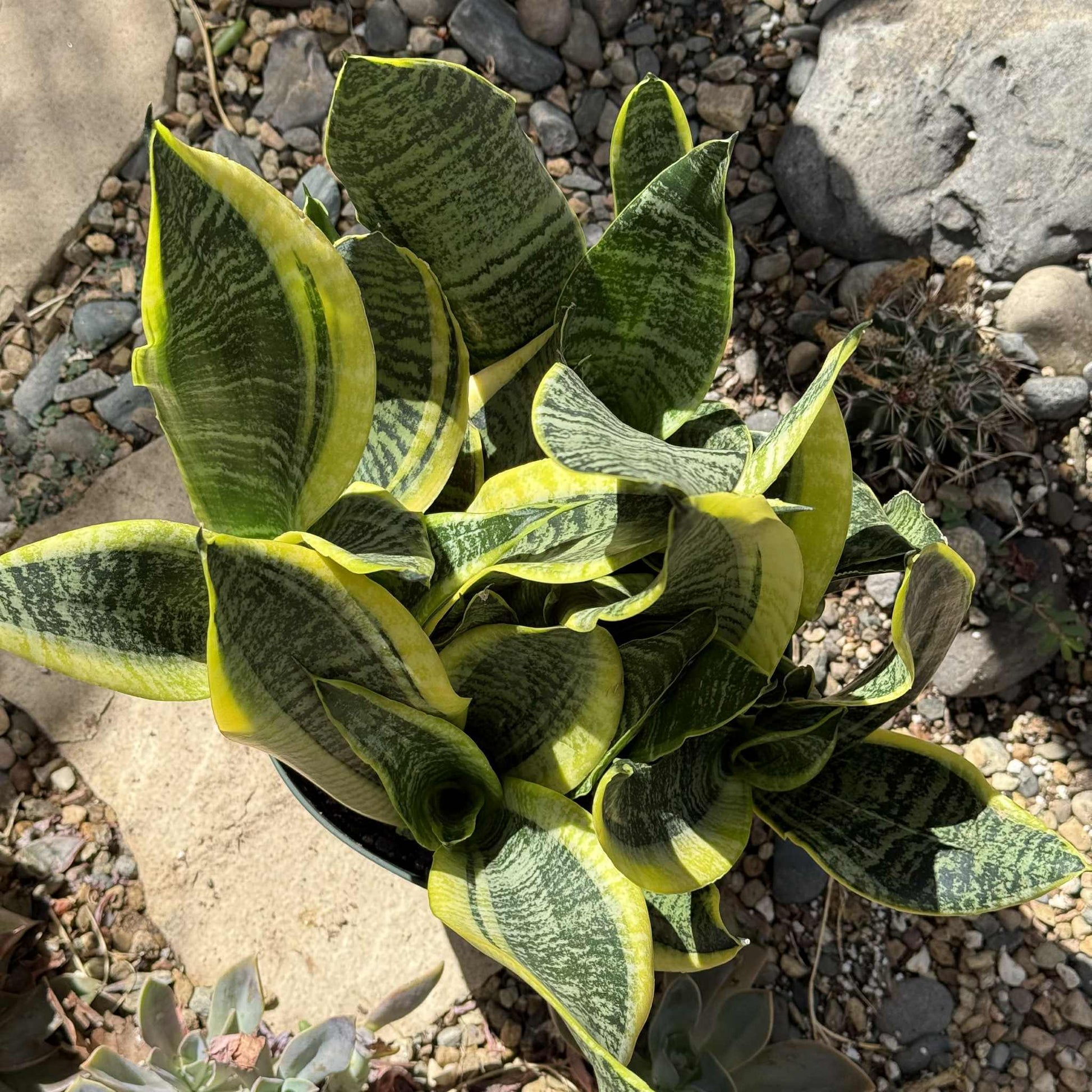 Sansevieria 'Futura Superba' Snake Plant - 6 Inch Assorted - Succulent - DesertScapeSucculent