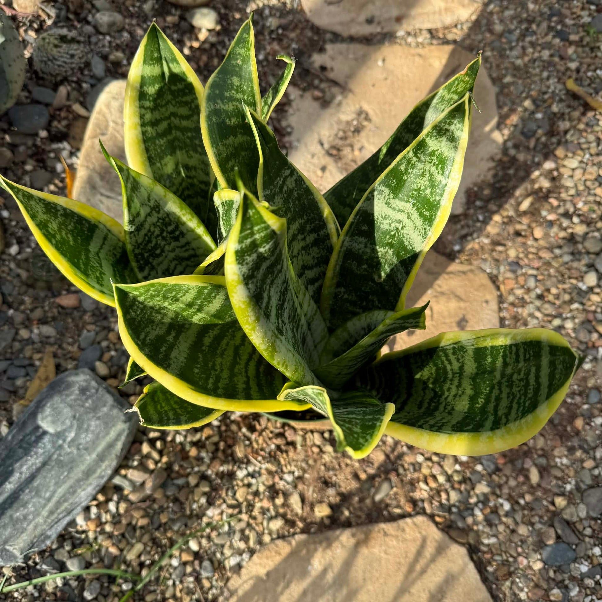 Sansevieria 'Futura Superba' Snake Plant - 6 Inch Assorted - Succulent - DesertScapeSucculent