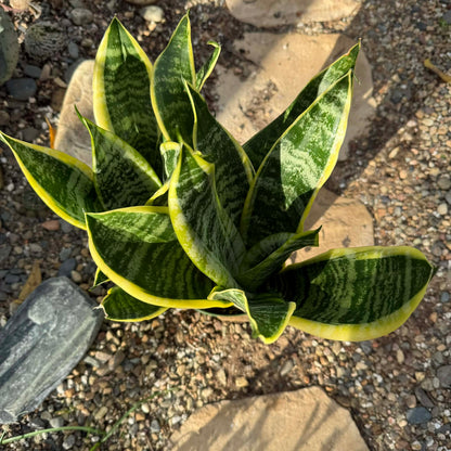 Sansevieria 'Futura Superba' Snake Plant - 6 Inch Assorted - Succulent - DesertScapeSucculent