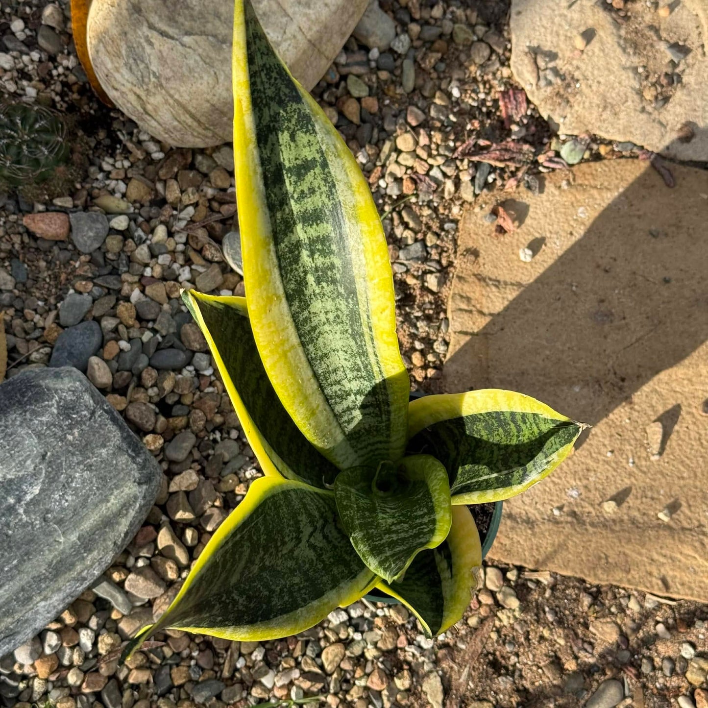 Sansevieria 'Futura Superba' Snake Plant - 6 Inch Assorted - Succulent - DesertScapeSucculent