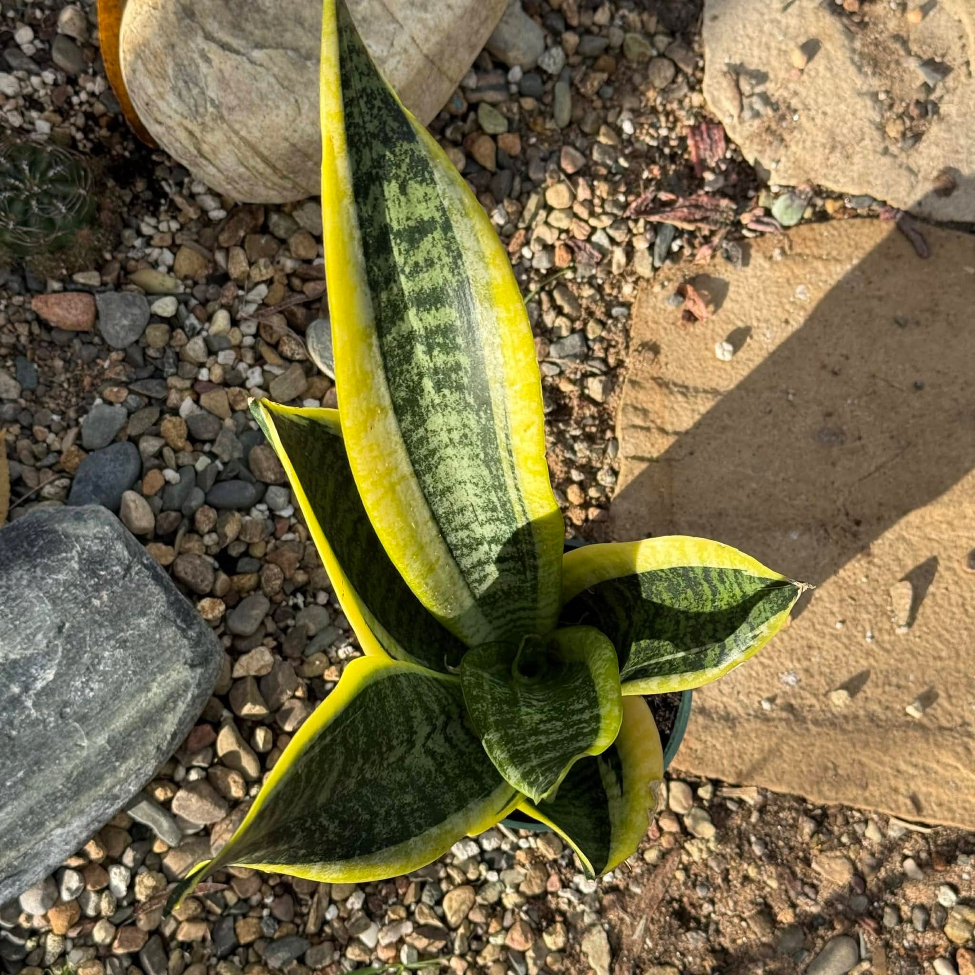 Sansevieria 'Futura Superba' Snake Plant - 6 Inch Assorted - Succulent - DesertScapeSucculent
