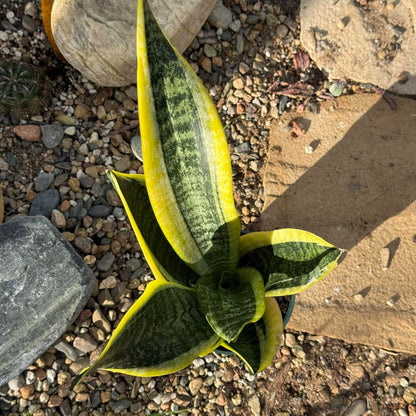 Sansevieria 'Futura Superba' Snake Plant - 6 Inch Assorted - Succulent - DesertScapeSucculent