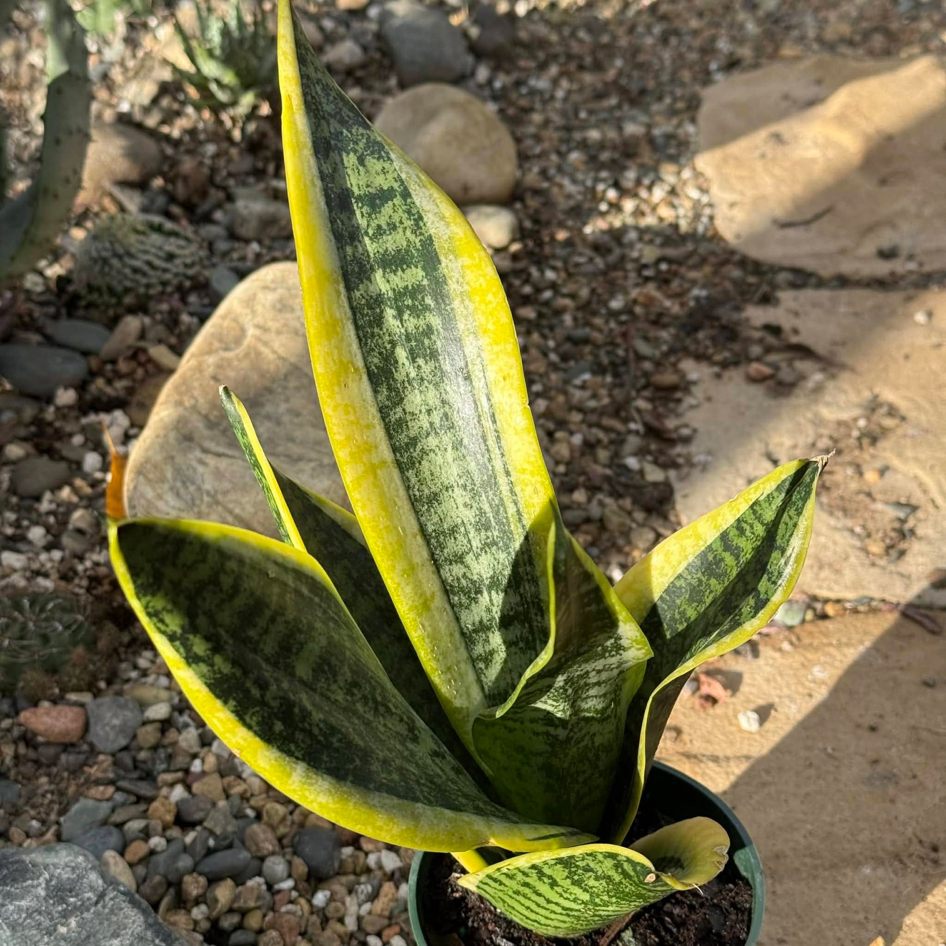 Sansevieria 'Futura Superba' Snake Plant - 4 Inch Assorted - Succulent - DesertScapeSucculent