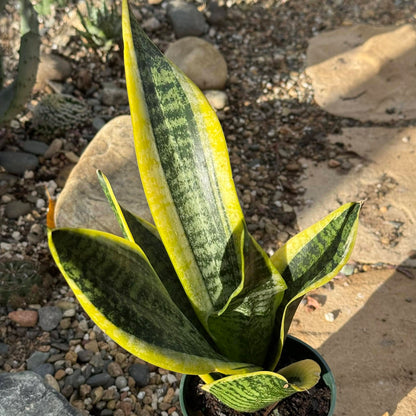 Sansevieria 'Futura Superba' Snake Plant - 4 Inch Assorted - Succulent - DesertScapeSucculent