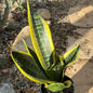 Sansevieria 'Futura Superba' Snake Plant - 4 Inch Assorted - Succulent - DesertScapeSucculent