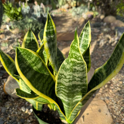 Sansevieria 'Futura Superba' Snake Plant - 6 Inch Assorted - Succulent - DesertScapeSucculent