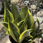 Sansevieria 'Futura Superba' Snake Plant - 8 Inch Assorted - Succulent - DesertScapeSucculent