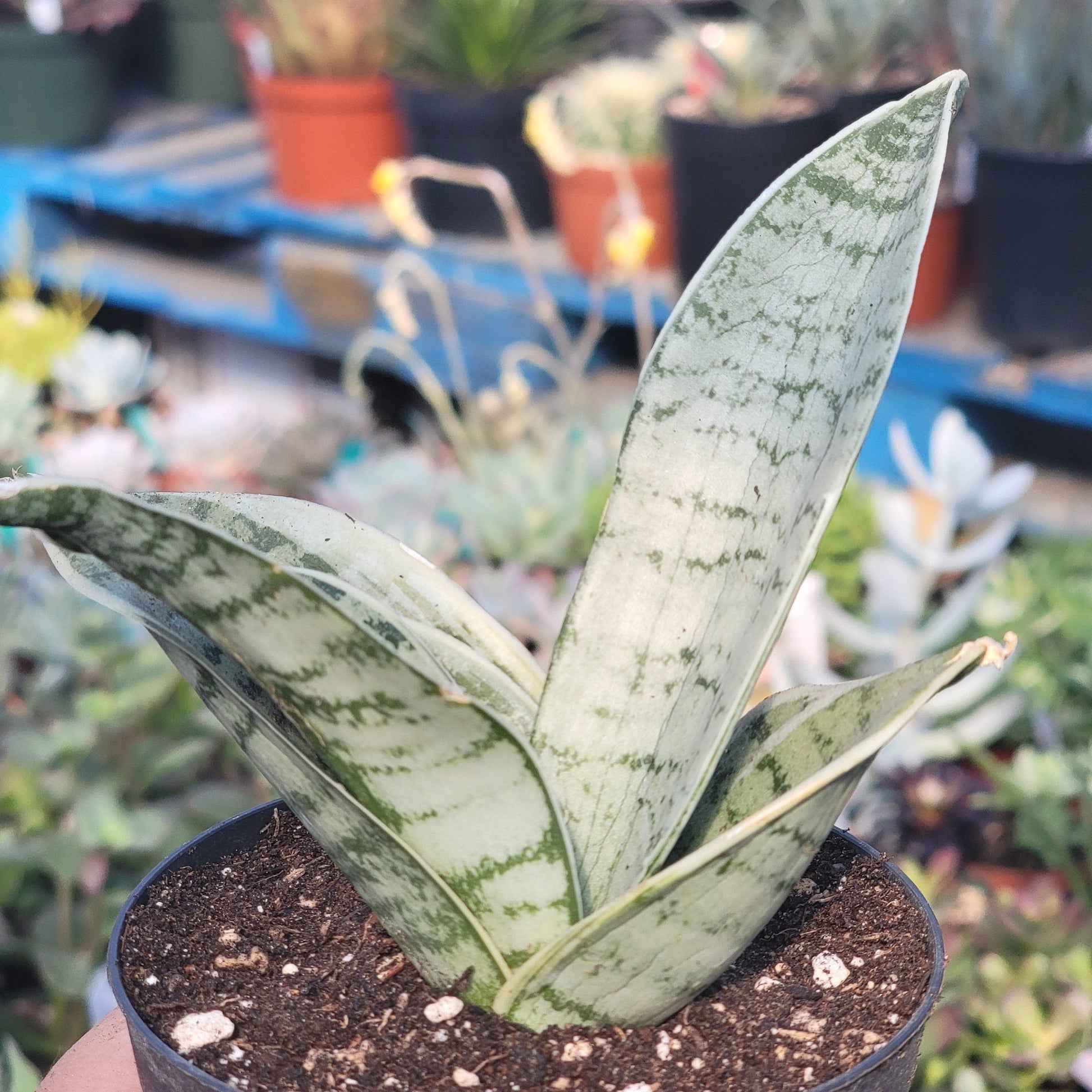 4 inch snake plant Sansevieria Hahnii "Misty Star' Variegated Snake Plant