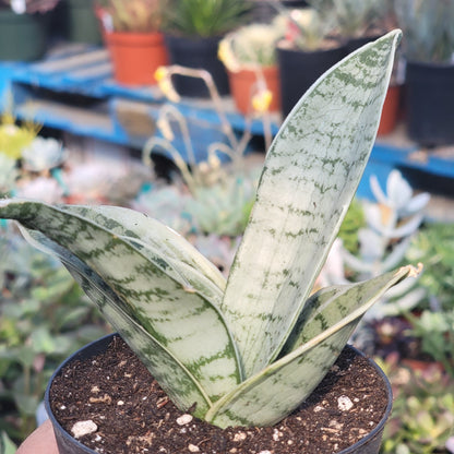 variagated snake plant Sansevieria Hahnii "Misty Star' Variegated Snake Plant