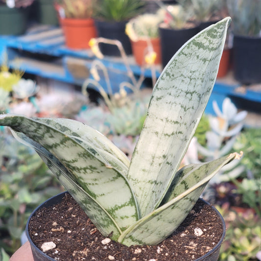 Sansevieria Hahnii "Misty Star' Variegated Snake Plant