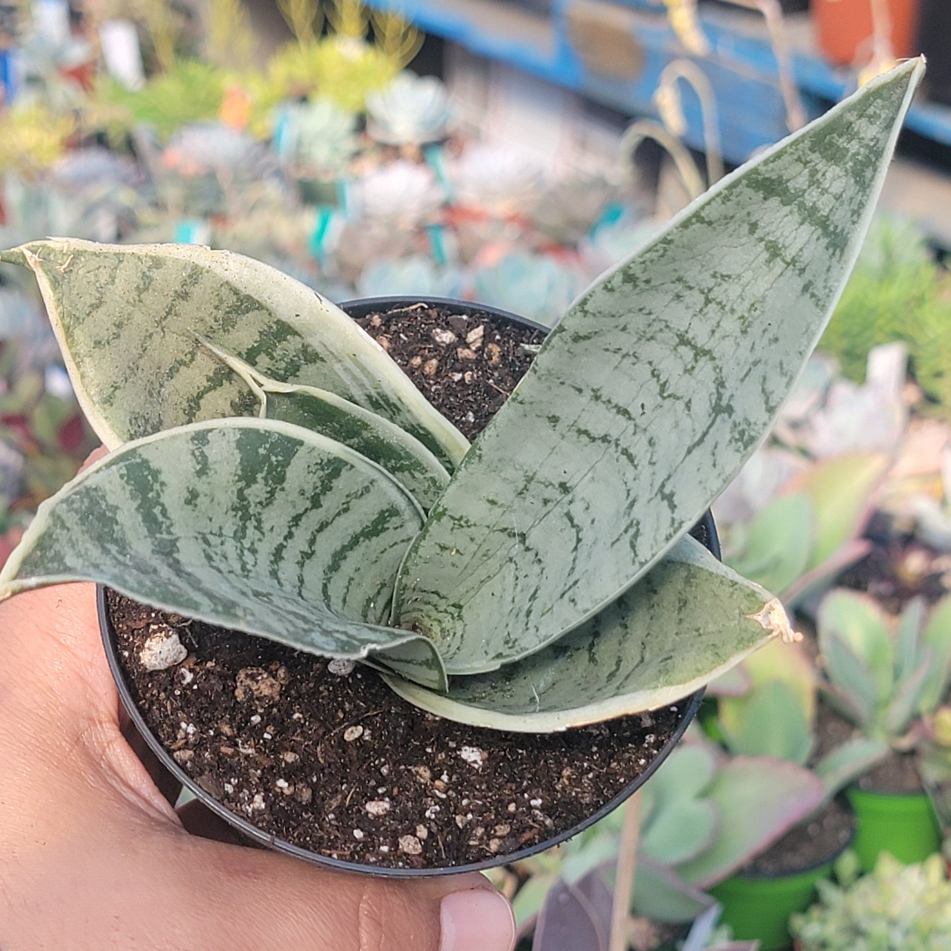 sansevieria hahnii blue star Sansevieria Hahnii "Misty Star' Variegated Snake Plant