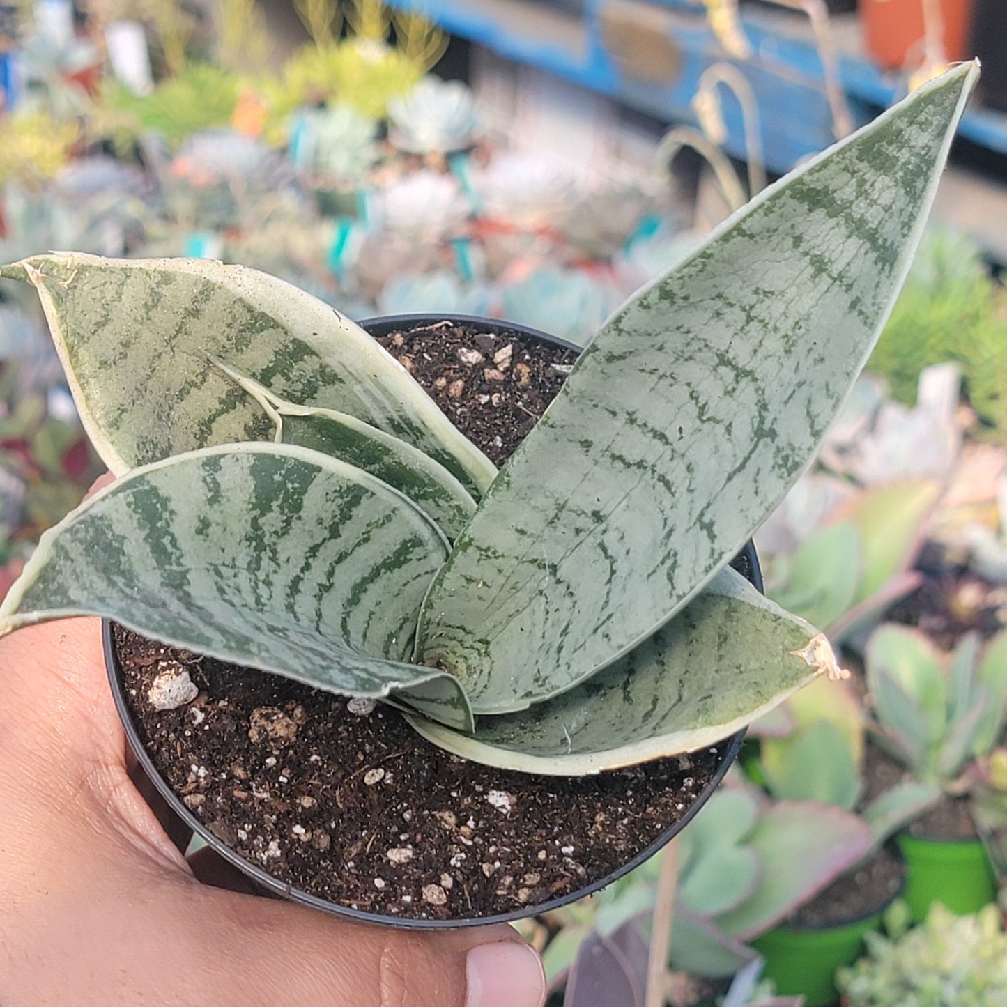 Sansevieria Hahnii "Misty Star' Variegated Snake Plant