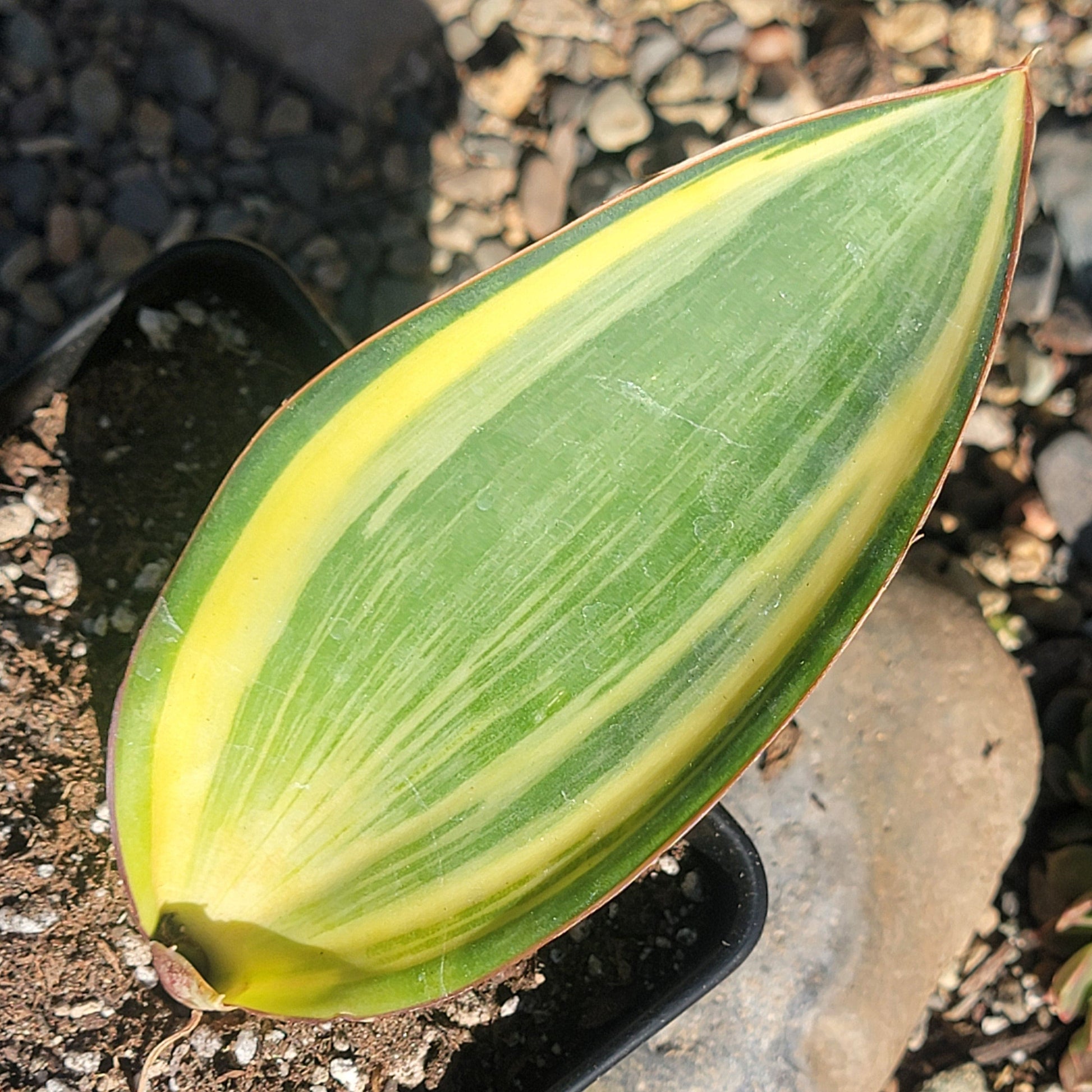 DesertScapeSucculent Succulent Sansevieria masoniana 'Whale fin' Variegated