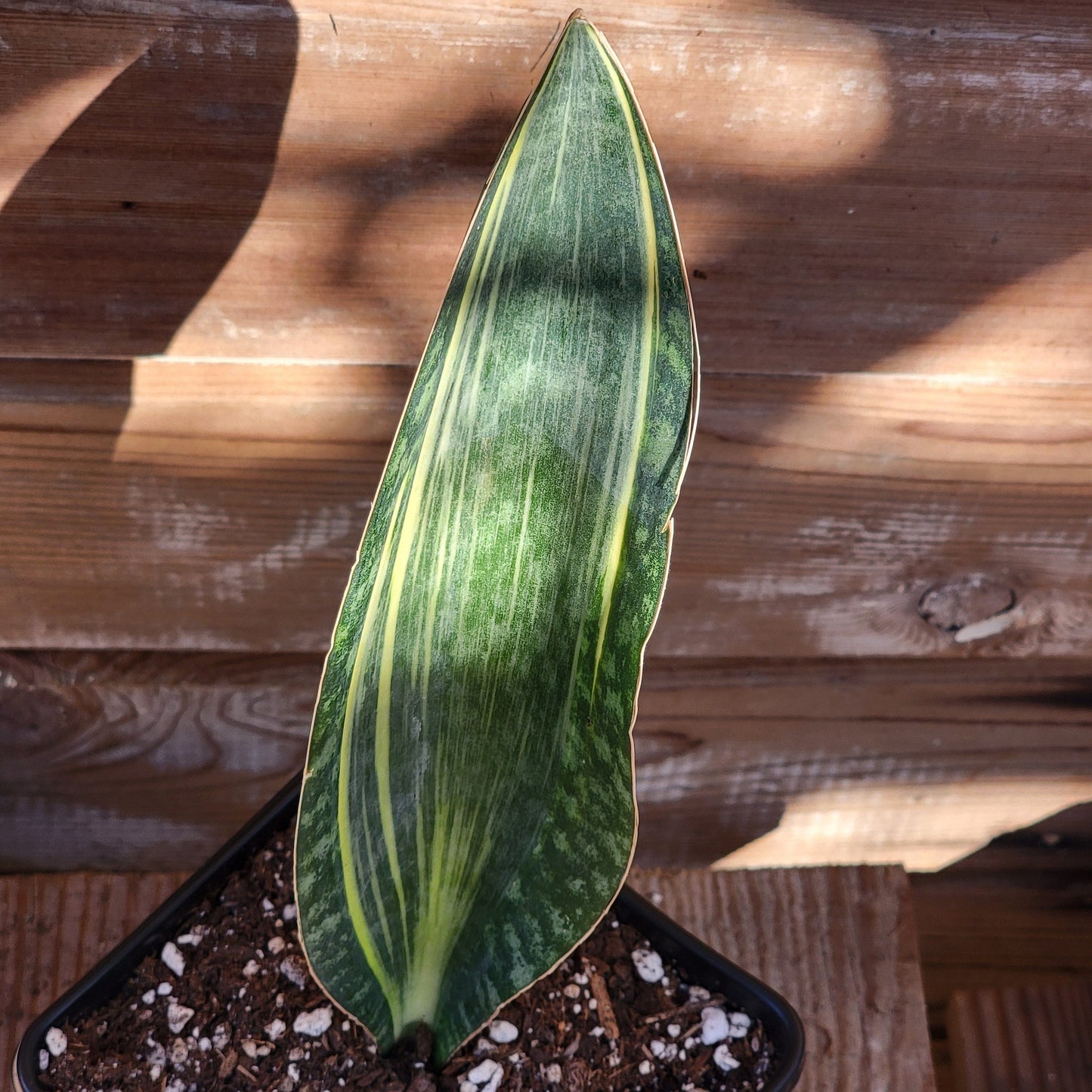 Sansevieria masoniana 'Whale fin' Variegated