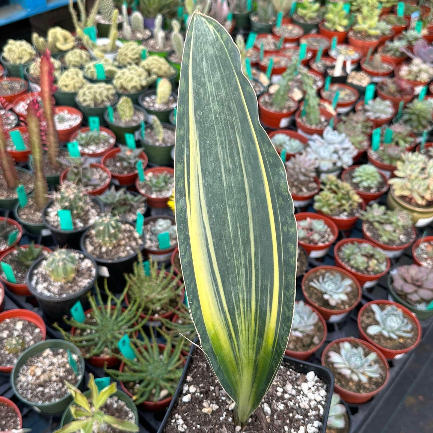 DesertScapeSucculent Succulent 6" Assorted Sansevieria masoniana 'Whale fin' Variegated