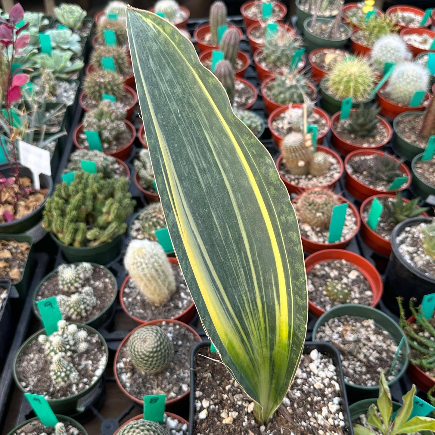 DesertScapeSucculent Succulent 6" Assorted Sansevieria masoniana 'Whale fin' Variegated