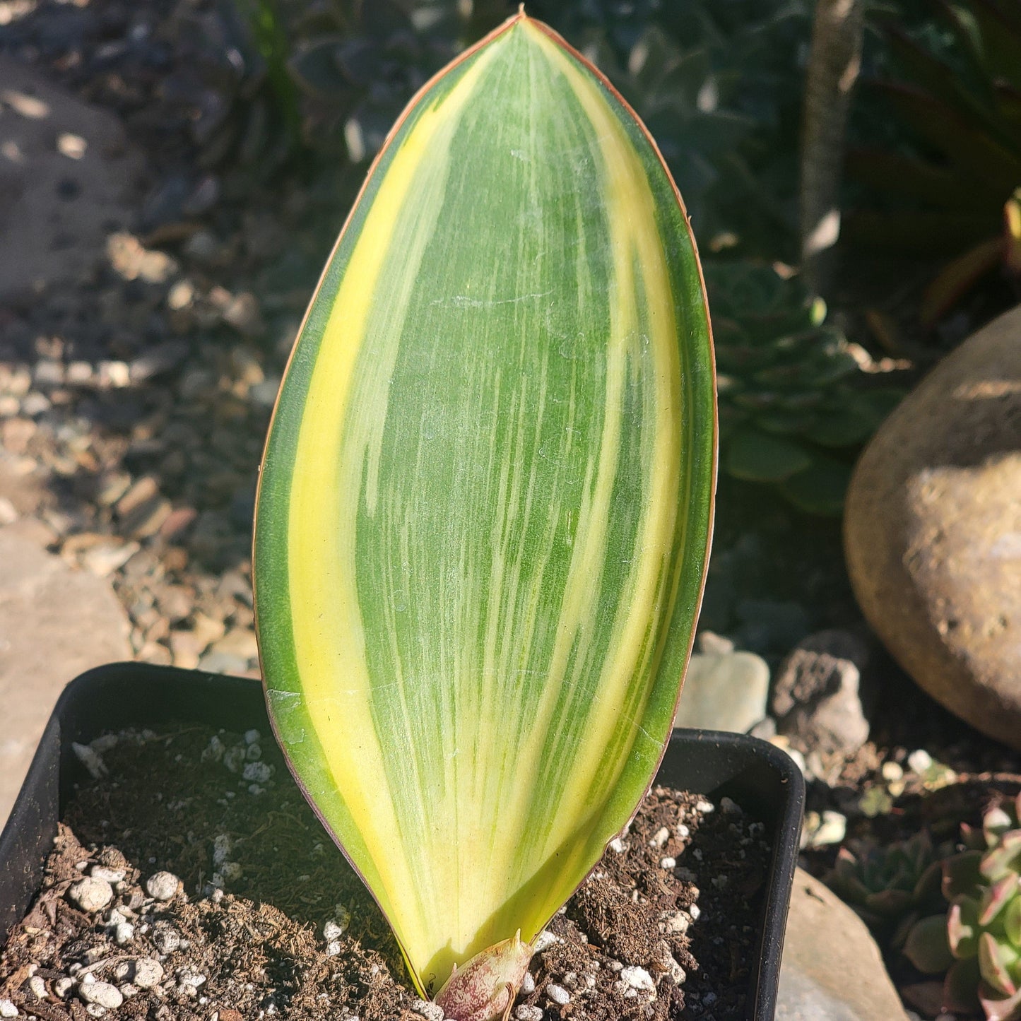 DesertScapeSucculent Succulent 6" Assorted Small Sansevieria masoniana 'Whale fin' Variegated