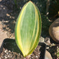 Sansevieria masoniana 'Whale fin' Variegated - 6 Inch Assorted Small - Succulent - DesertScapeSucculent