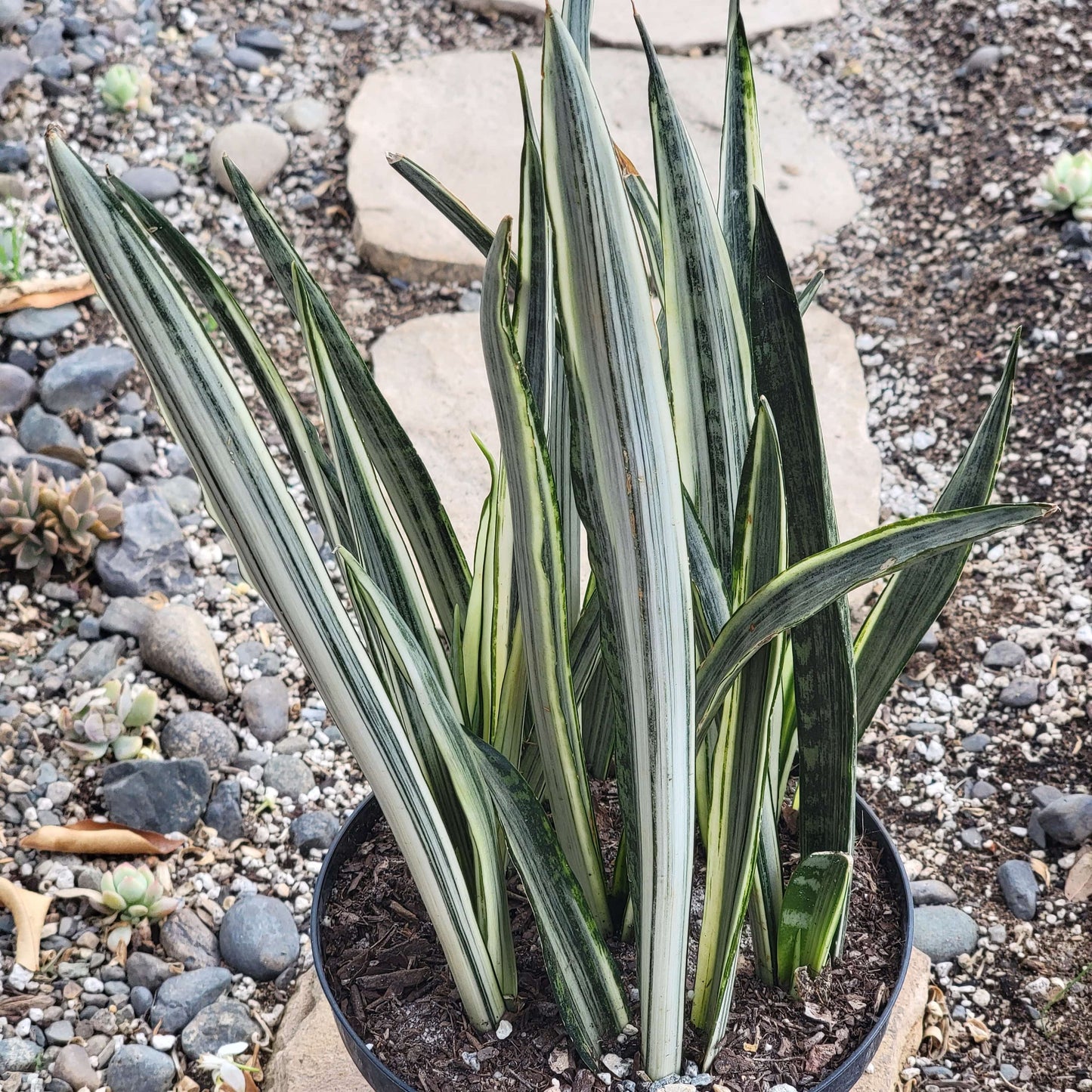 DesertScapeSucculent Succulent 6"/ 1 gal Assorted Sansevieria 'Sensation'