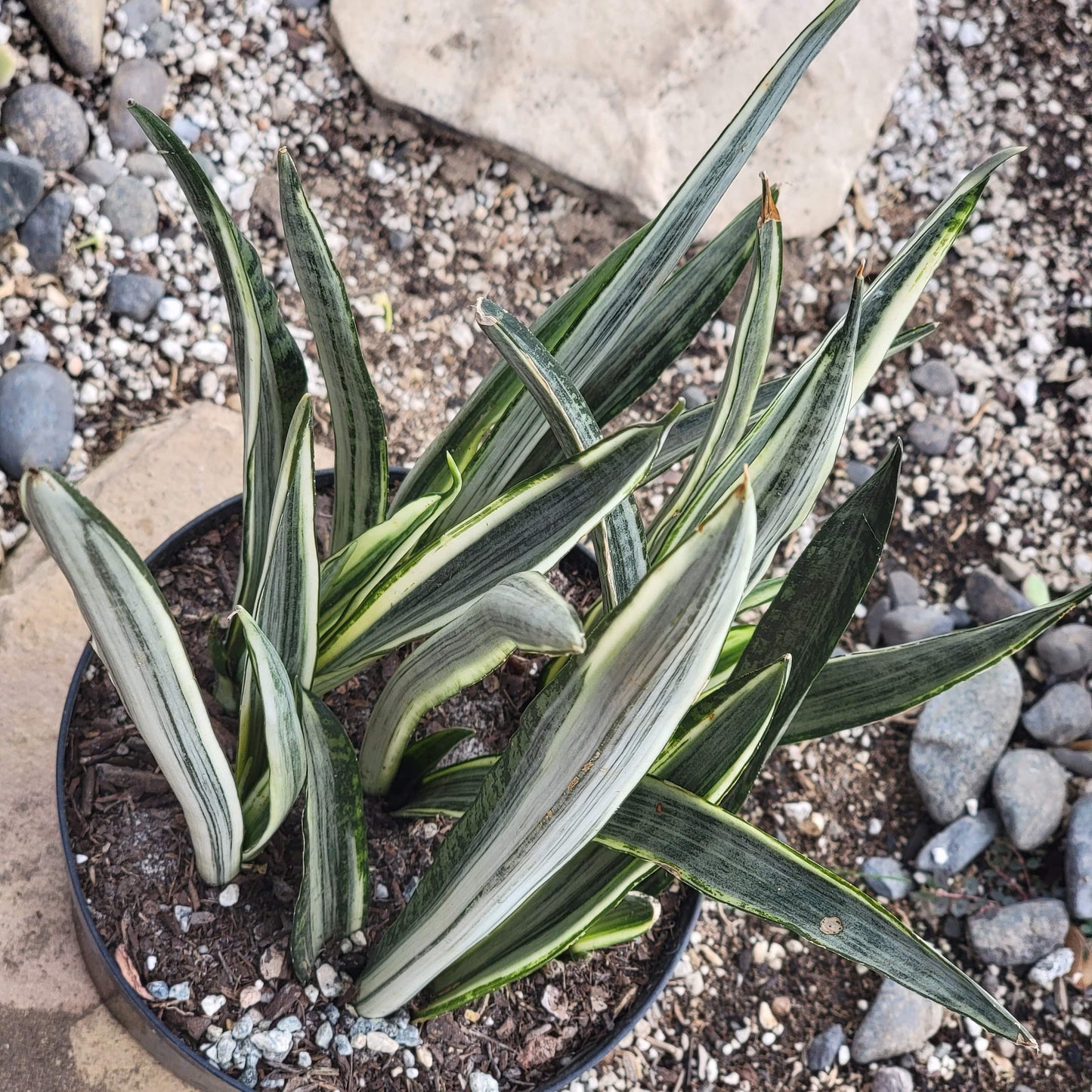 Sansevieria 'Sensation'