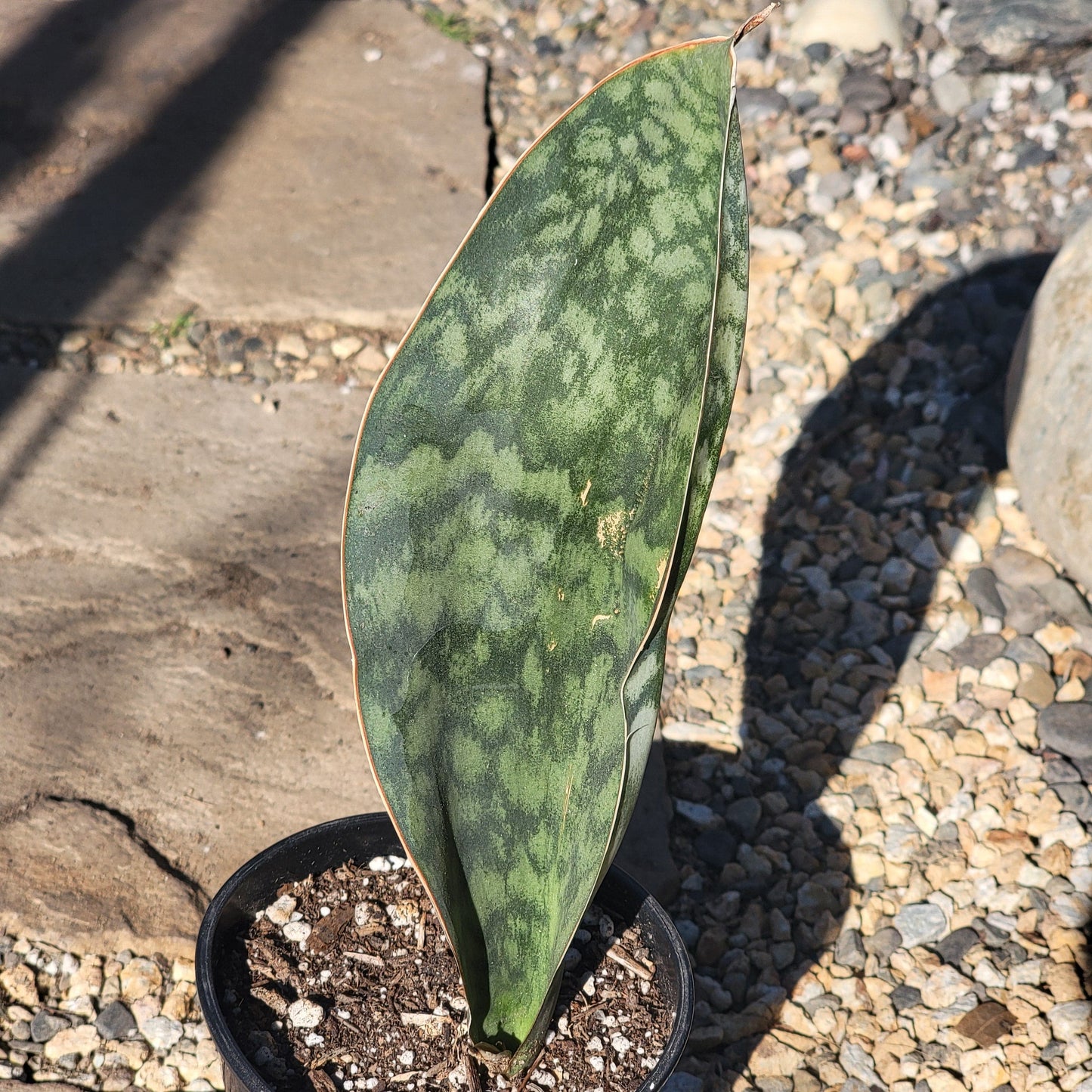 DesertScapeSucculent Succulent 5" Assorted Sansevieria 'Shark Fin' 'Whale Fin'  Snake Plant