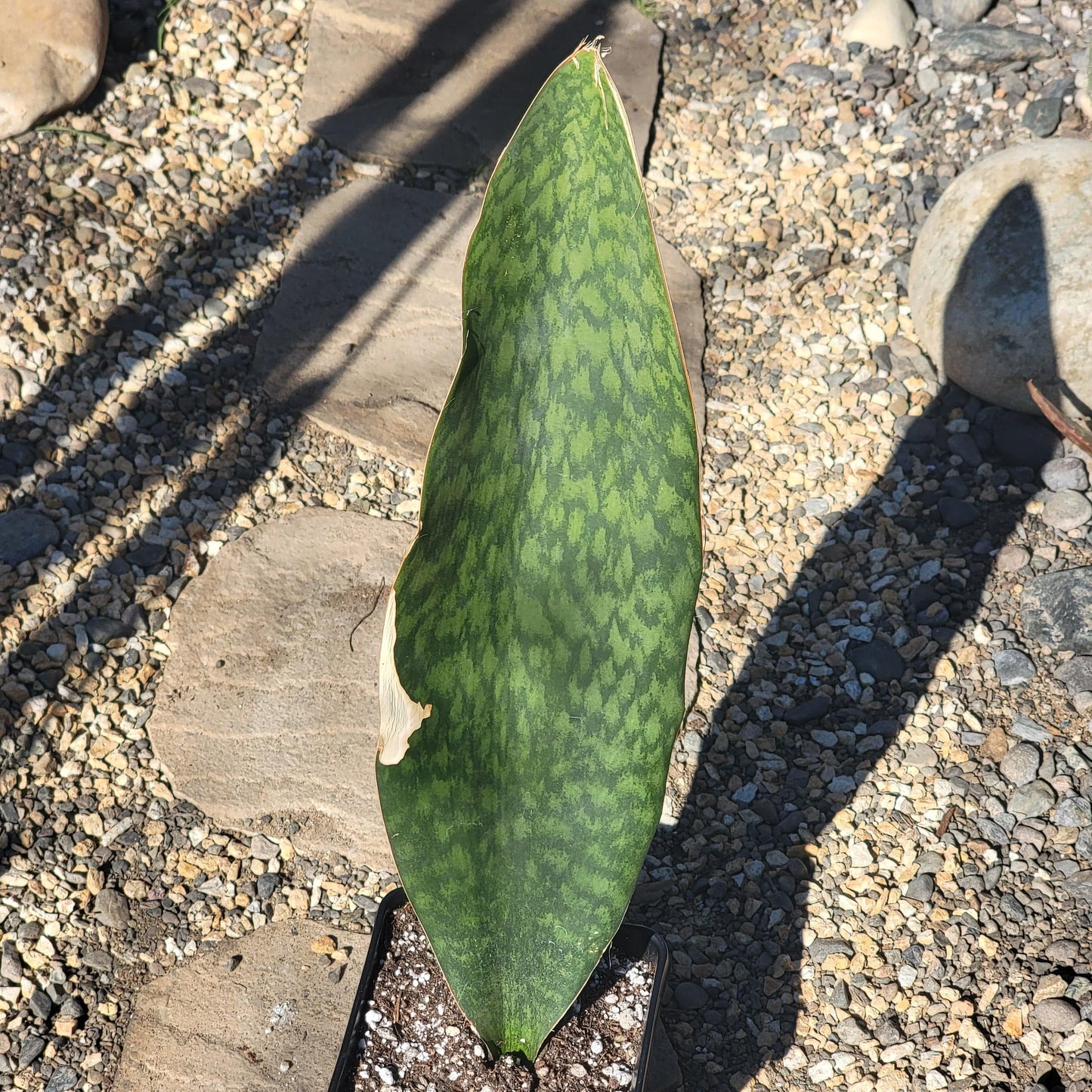 DesertScapeSucculent Succulent 6" Assorted Sansevieria 'Shark Fin' 'Whale Fin'  Snake Plant