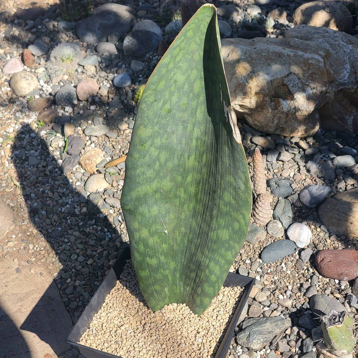 DesertScapeSucculent Succulent 8" Assorted Sansevieria 'Shark Fin' 'Whale Fin'  Snake Plant