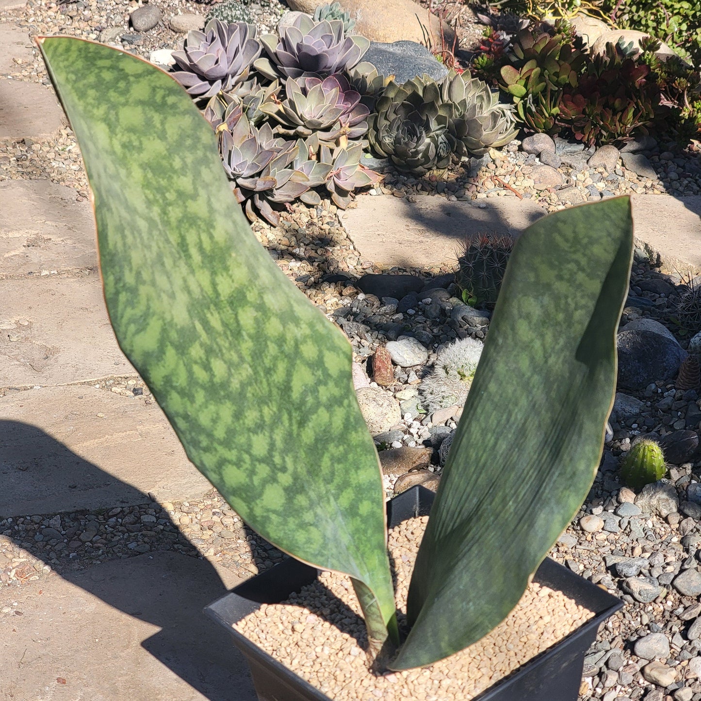 DesertScapeSucculent Succulent 8" Double Assorted Sansevieria 'Shark Fin' 'Whale Fin'  Snake Plant