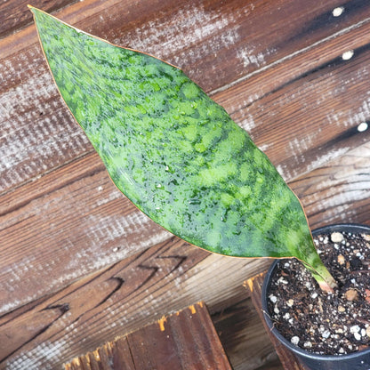 Sansevieria Shark fin XL