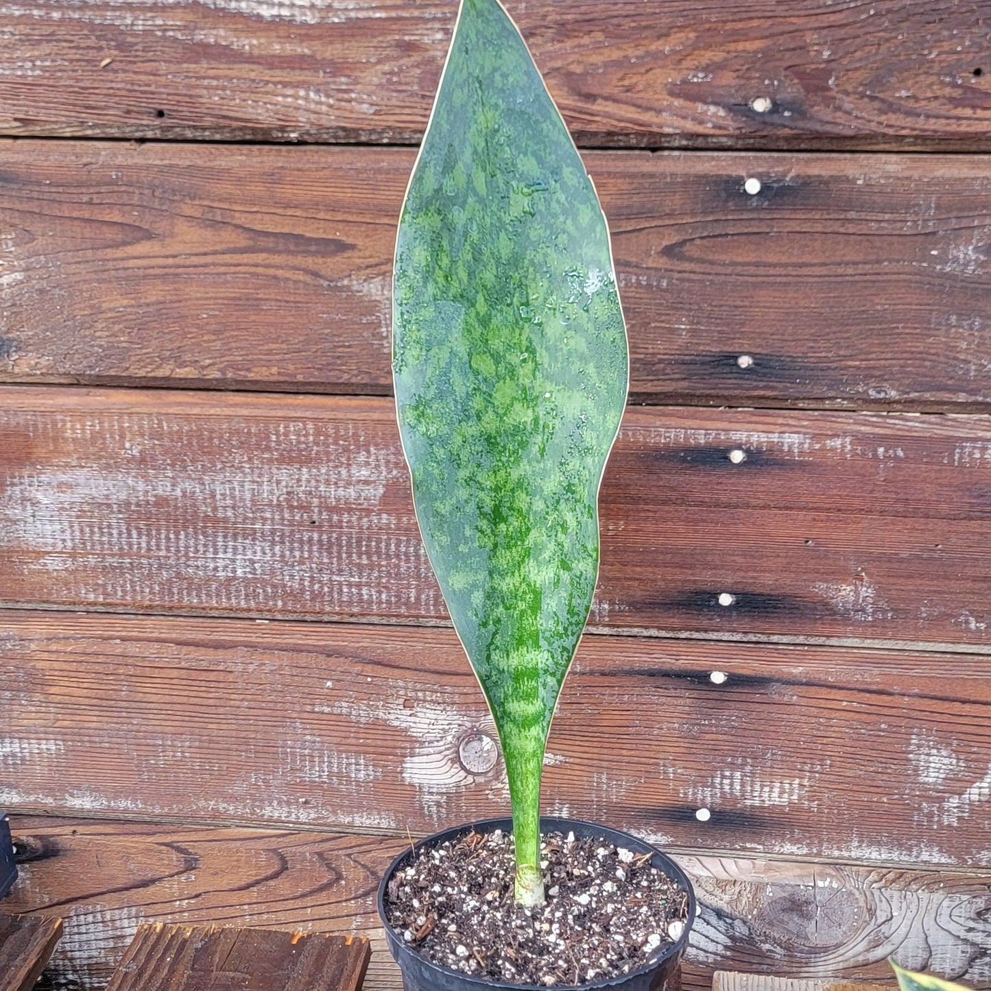 Sansevieria Shark fin XL