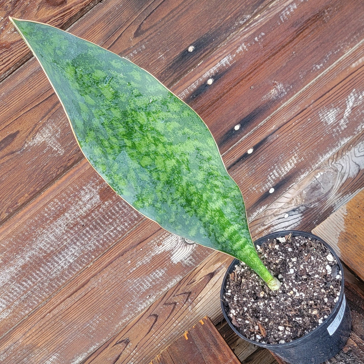 Sansevieria Shark fin XL