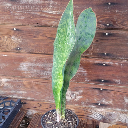 Sansevieria Shark fin XL