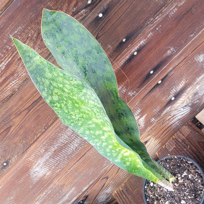 Sansevieria Shark fin XL