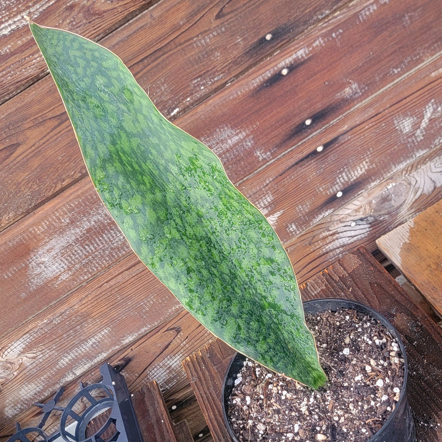 Sansevieria Shark fin XL