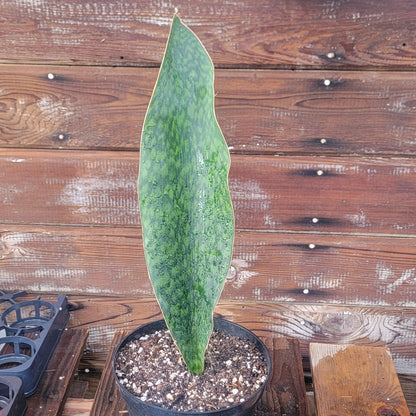 Sansevieria Shark fin XL