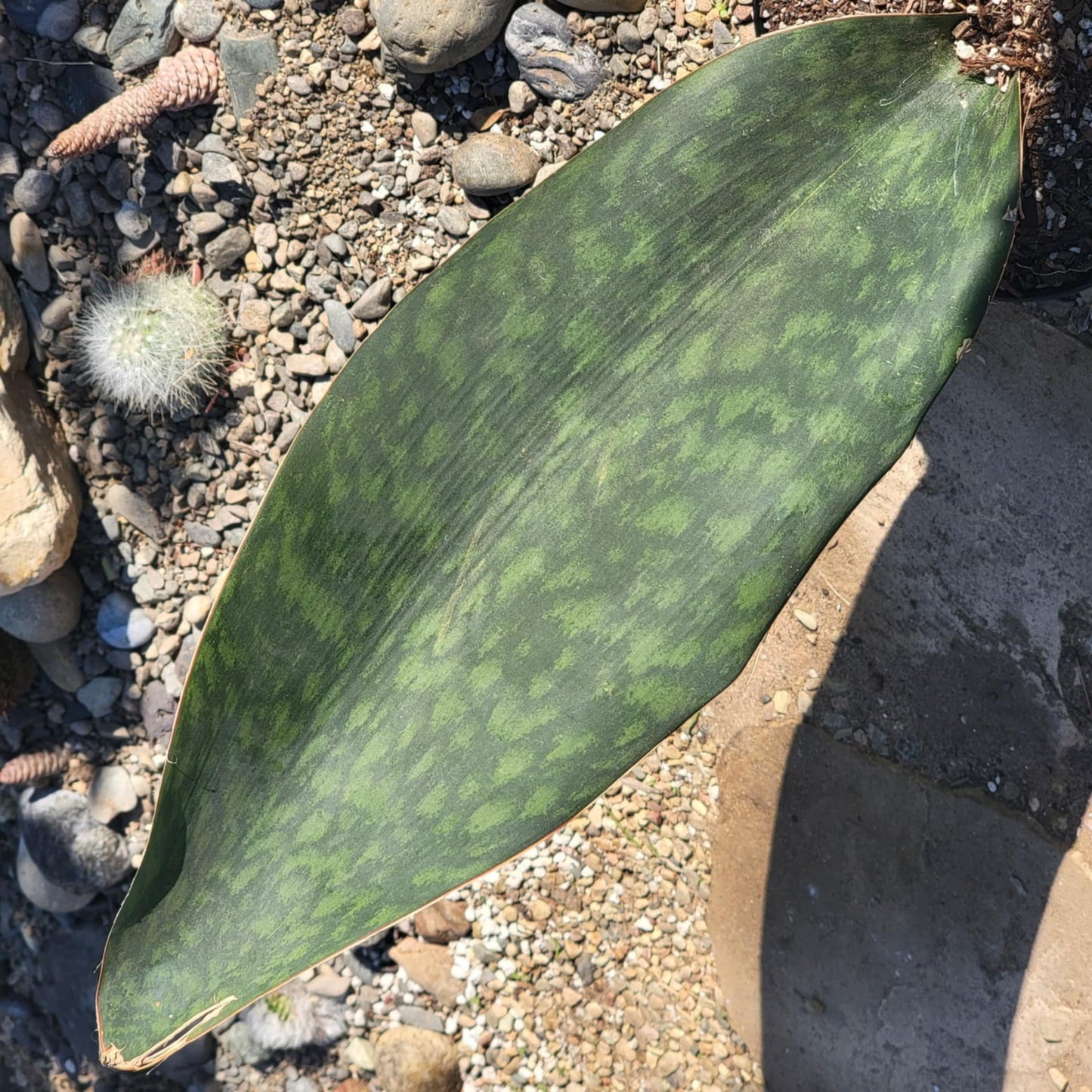 DesertScapeSucculent Succulent Sansevieria Shark fin XL