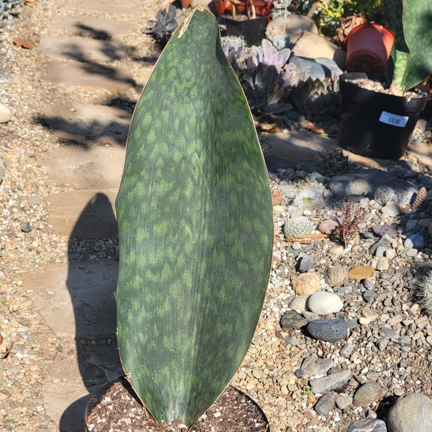 DesertScapeSucculent Succulent 8” Large Leaf Sansevieria Shark fin XL