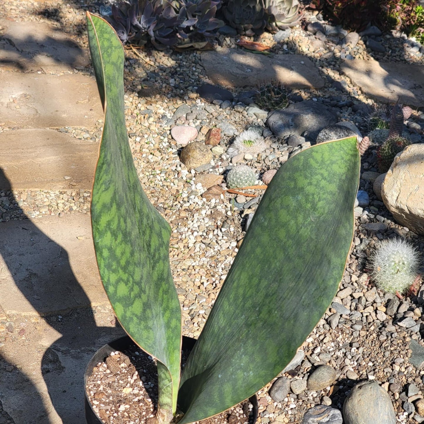 DesertScapeSucculent Succulent Sansevieria Shark fin XL