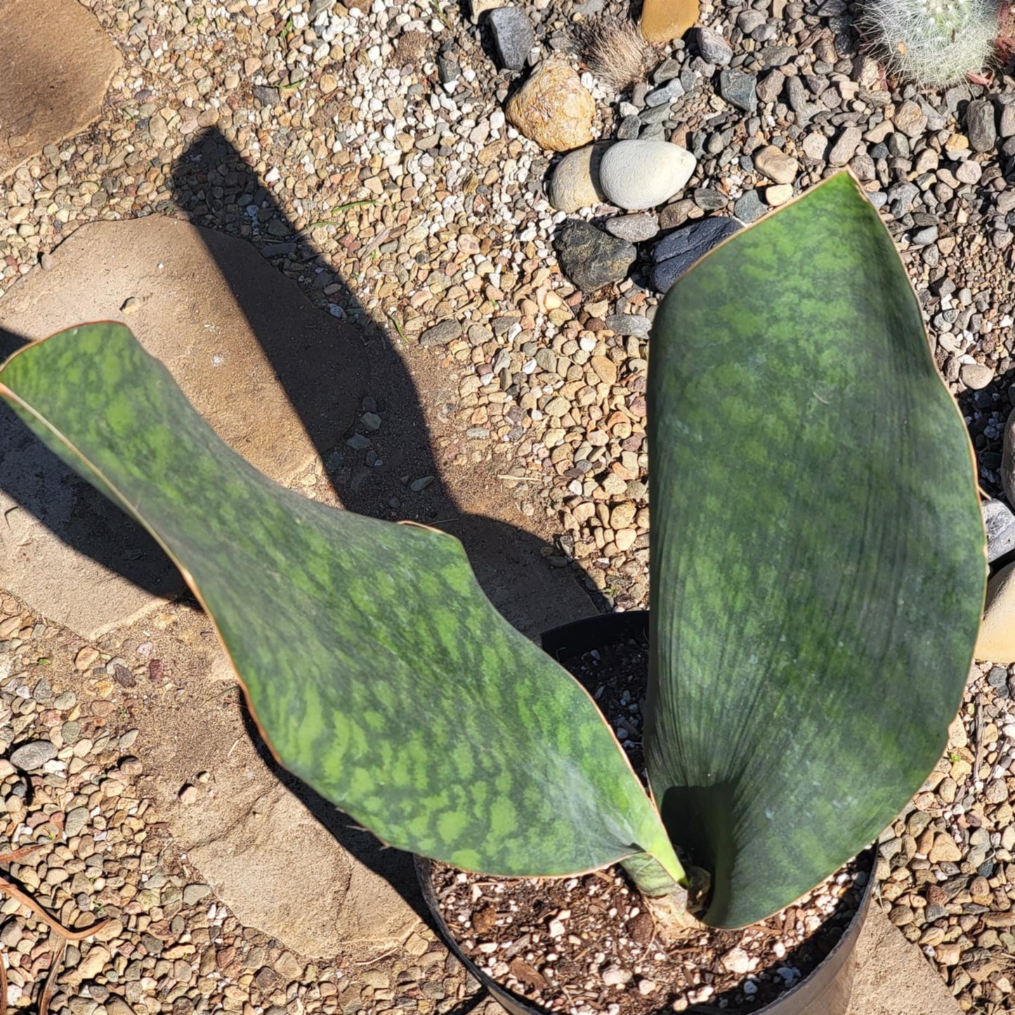 DesertScapeSucculent Succulent 8" Double Assorted Sansevieria Shark fin XL