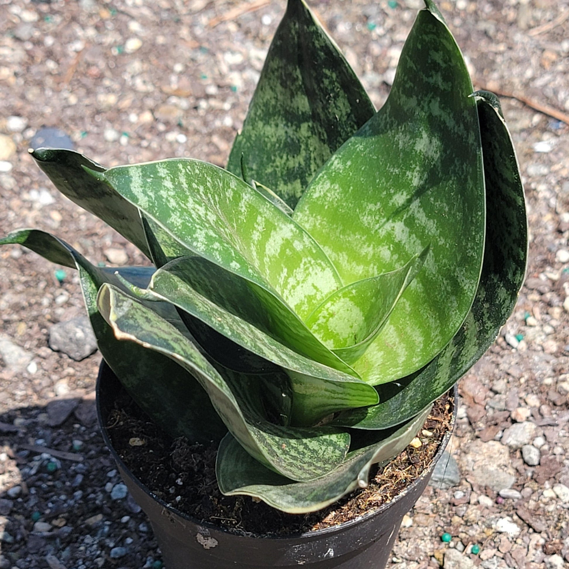 DesertScapeSucculent Succulent Hahnii 'Misty Star' Sansevieria 'Star' Series Snake Plant