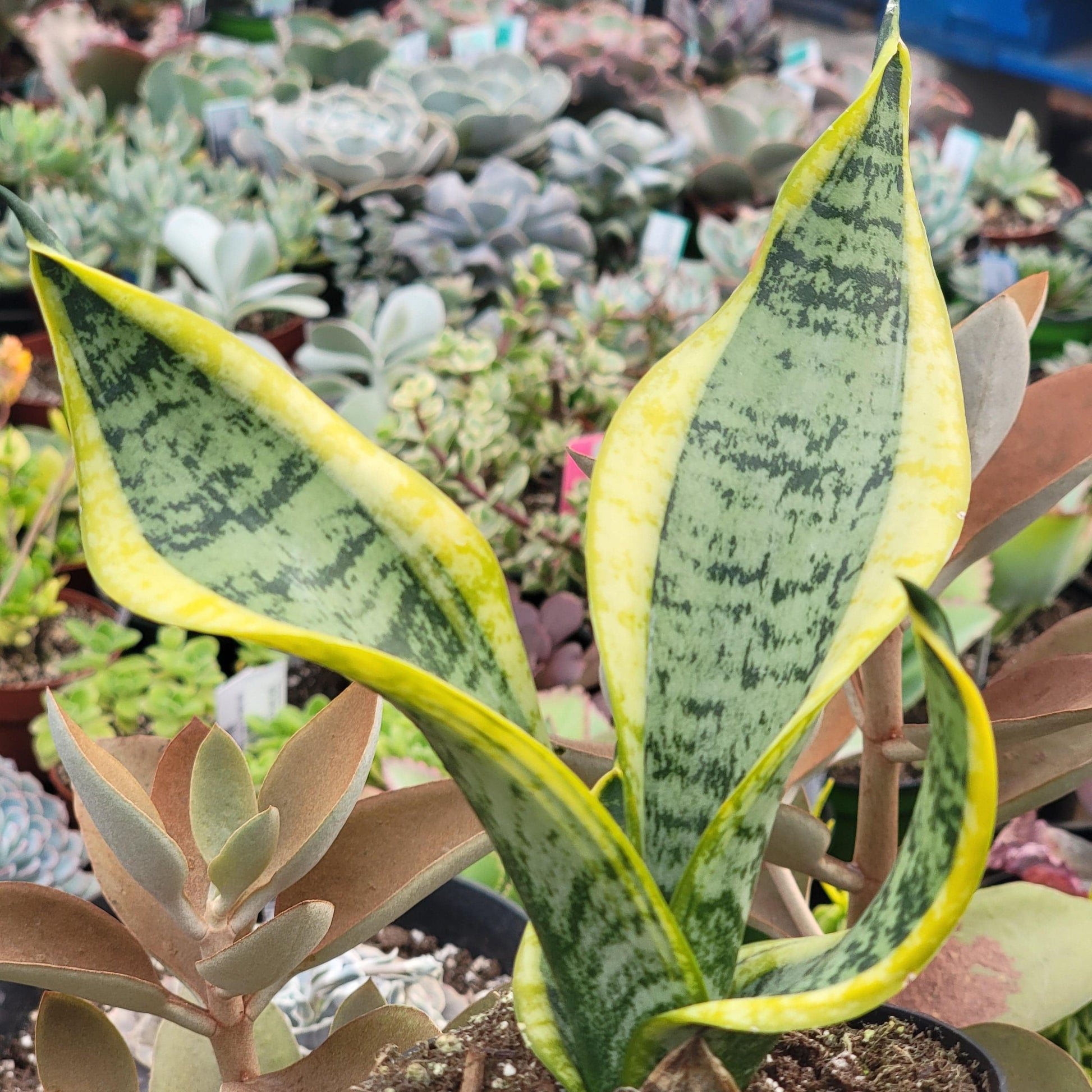 DesertScapeSucculent Succulent Sansevieria 'Star' Series Snake Plant