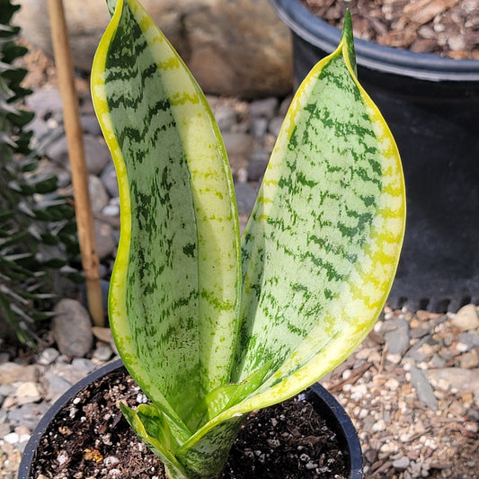 Sansevieria 'Star' Series Snake Plant