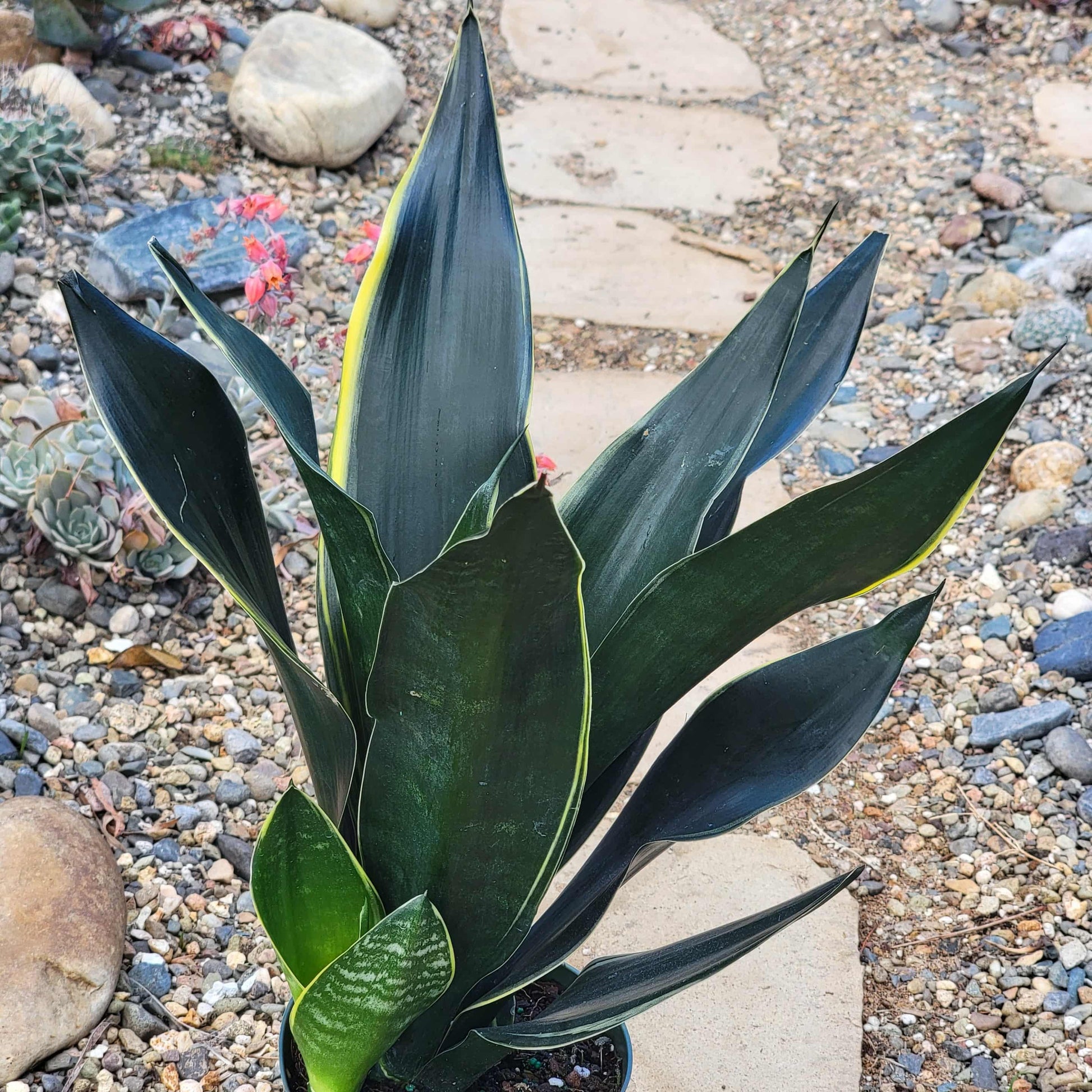 Sansevieria 'Superba Fabi' Snake Plant - 6 Inch Assorted - Succulent - DesertScapeSucculent